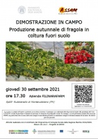 Produzione autunnale di fragola in coltura fuori suolo - Dimostrazione in campo