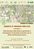 Valorizzazione delle Risorse genetiche e introduzione di Tecniche innovative per la filiera dell’Ascolana tenera