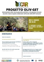 Nuovi impianti in olivicoltura: recupero materiale genetico storico, innovazione e sostenibilità